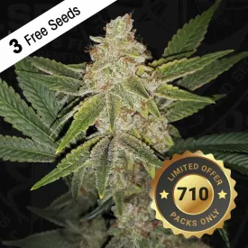 T.H. Seeds - Hazanana   2 x Free Seeds & 1 French Macaron